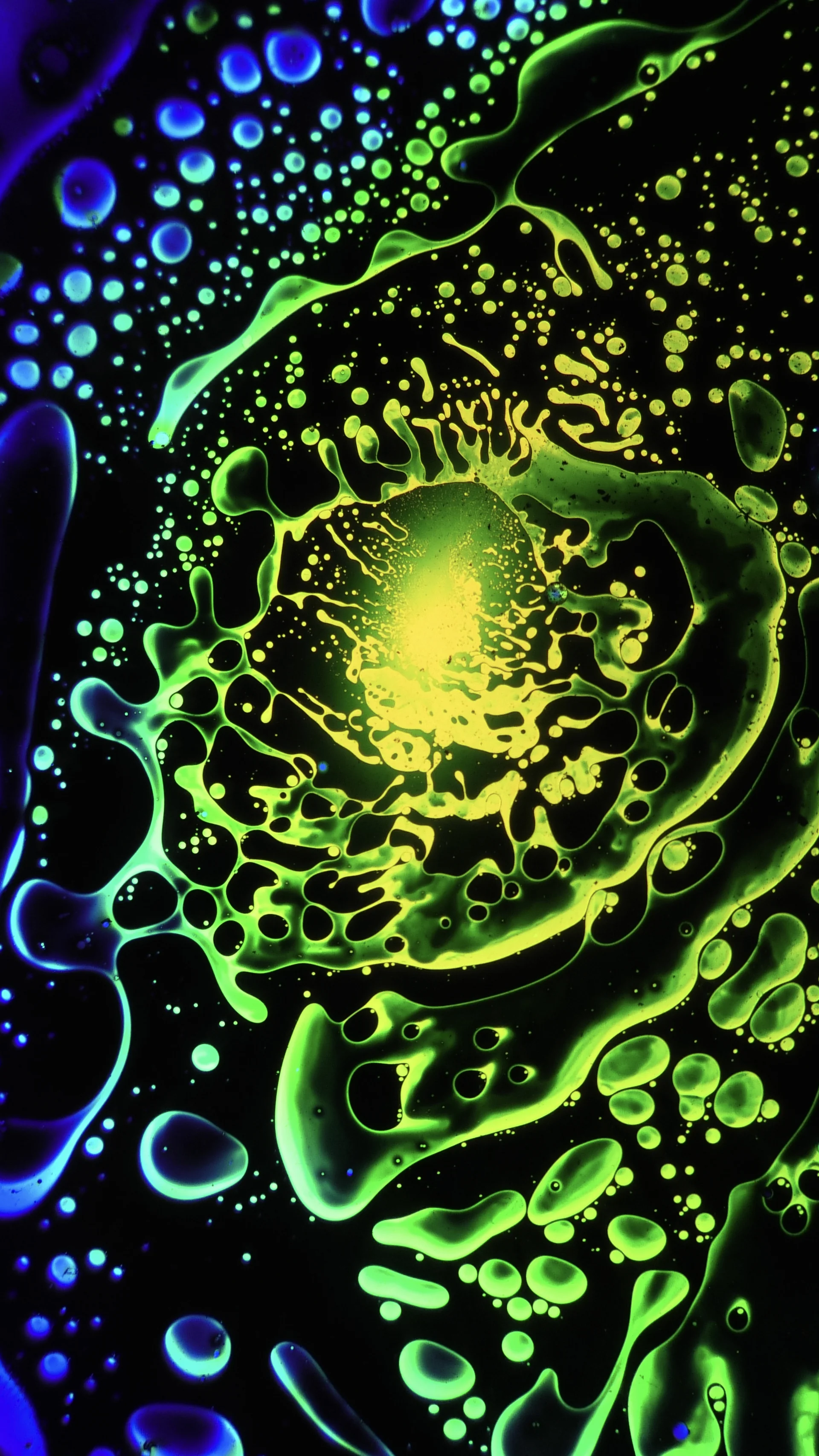 SQUISHPLATE GREEN TURQUOISE