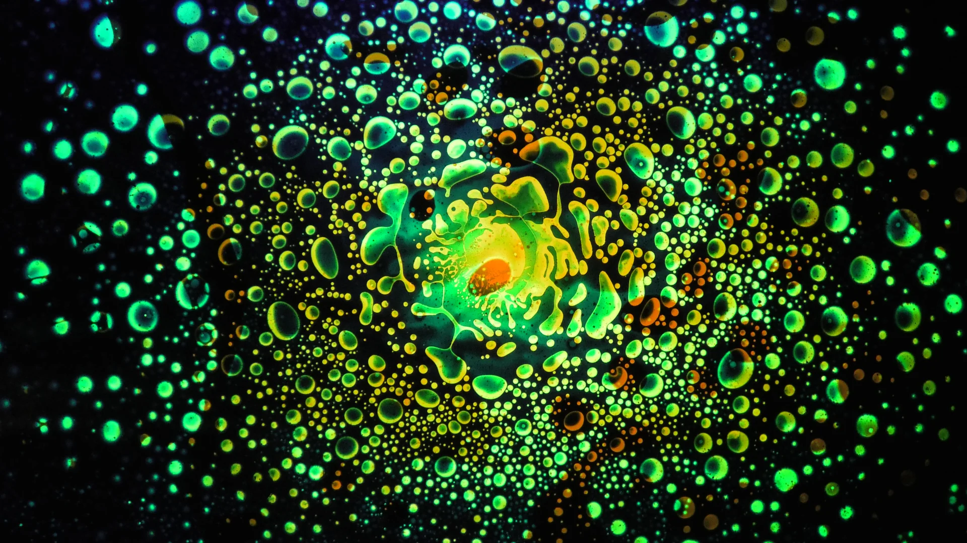 SQUISHPLATE GREEN YELLOW ORANGE