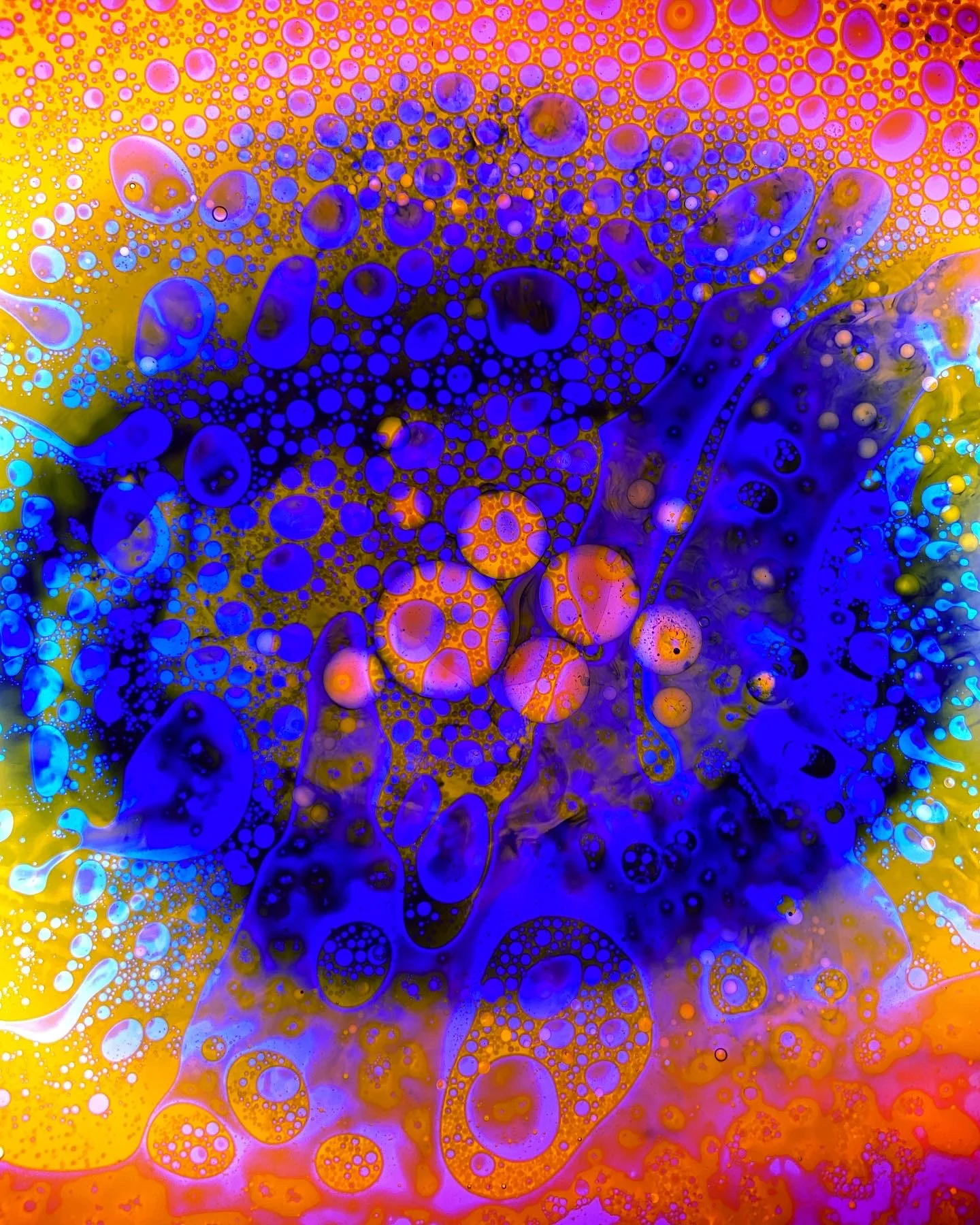 SQUISHPLATE INDIGO ORANGE PINK