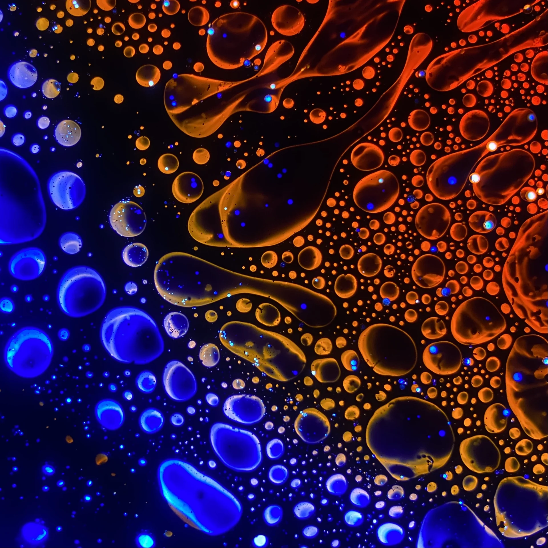 SQUISHPLATE RED BLUE