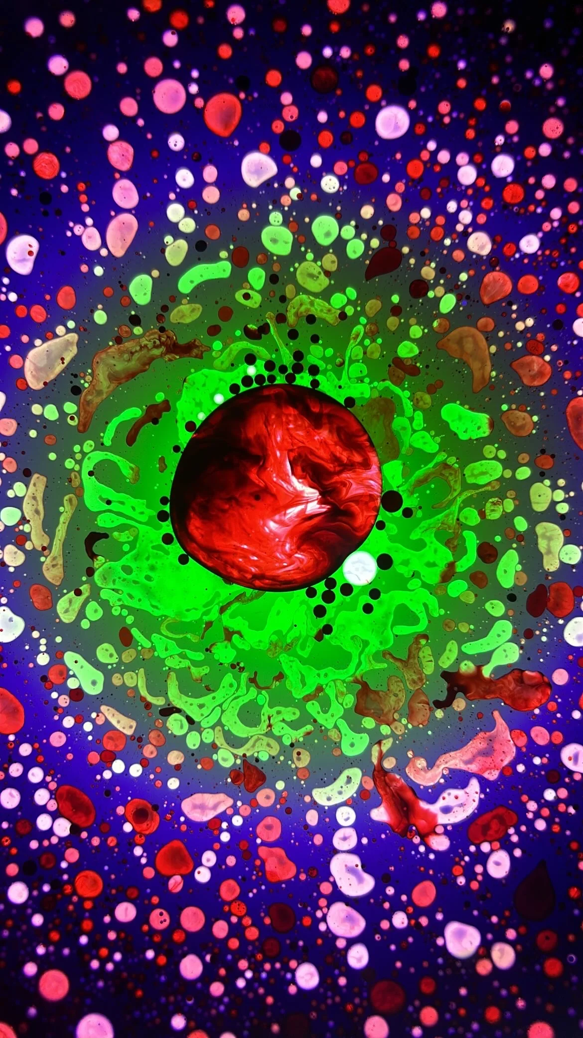 SQUISHPLATE BLUE RED GREEN