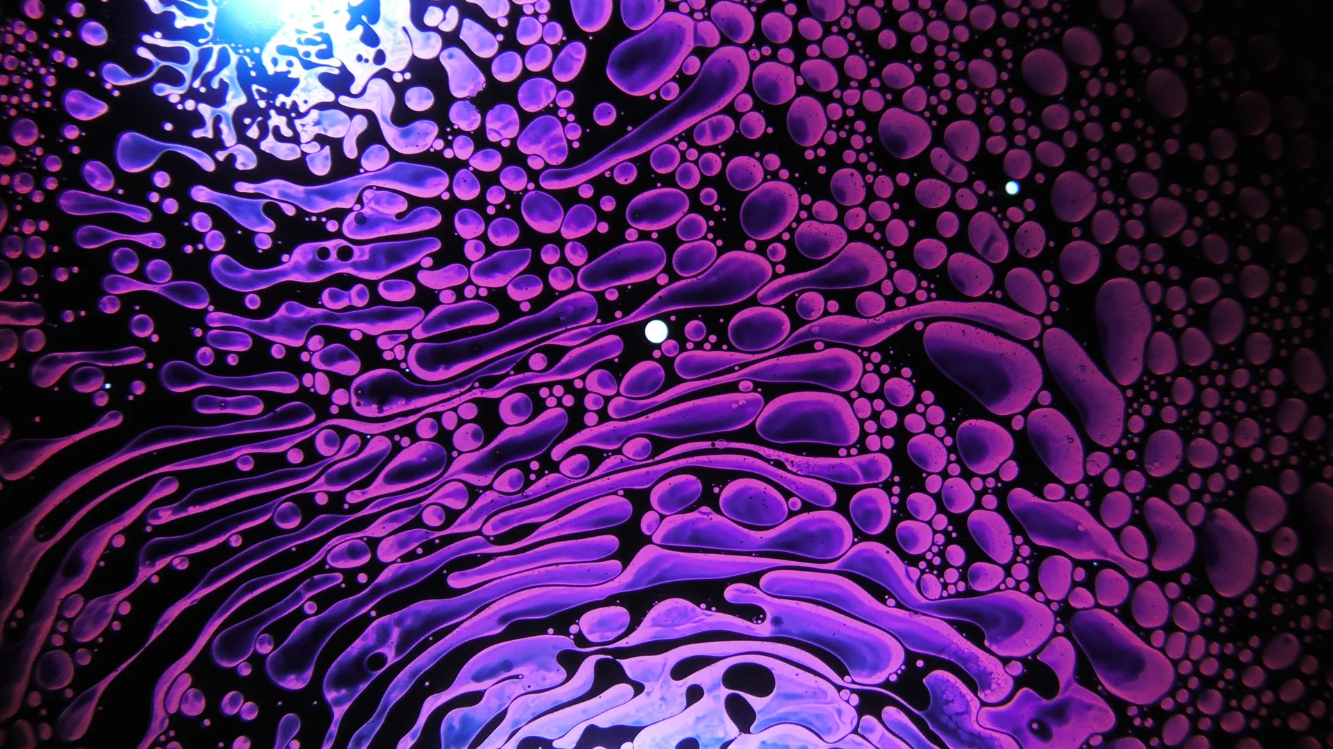 SQUISHPLATE PSYCHEDELIC MAGENTA