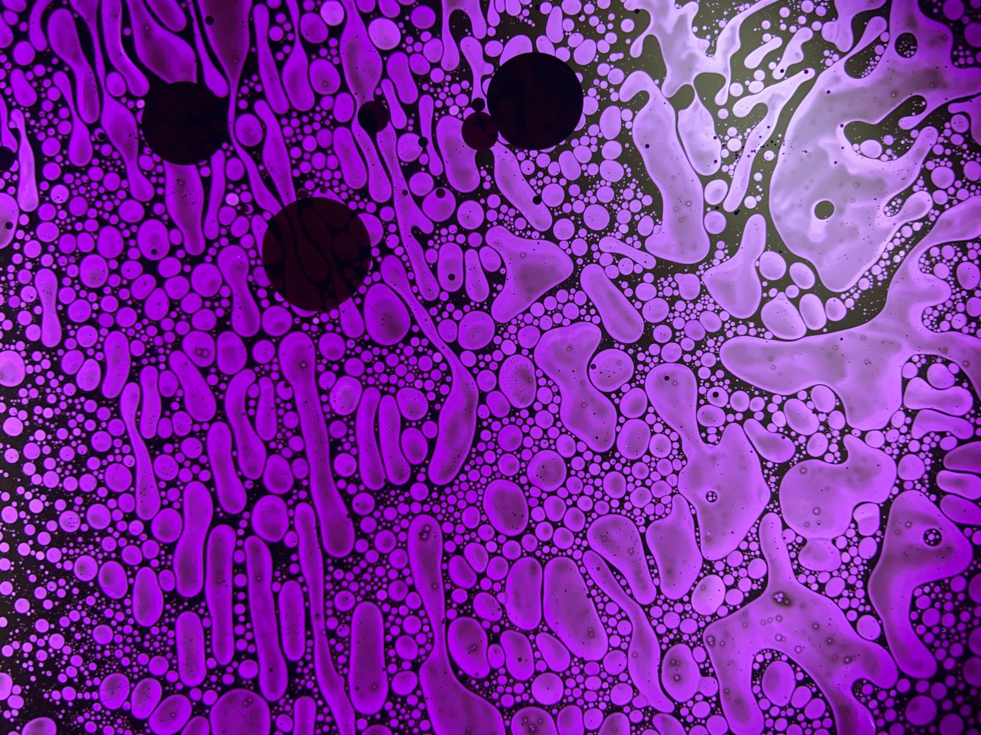 SQUISHPLATE PURPLE BLACK