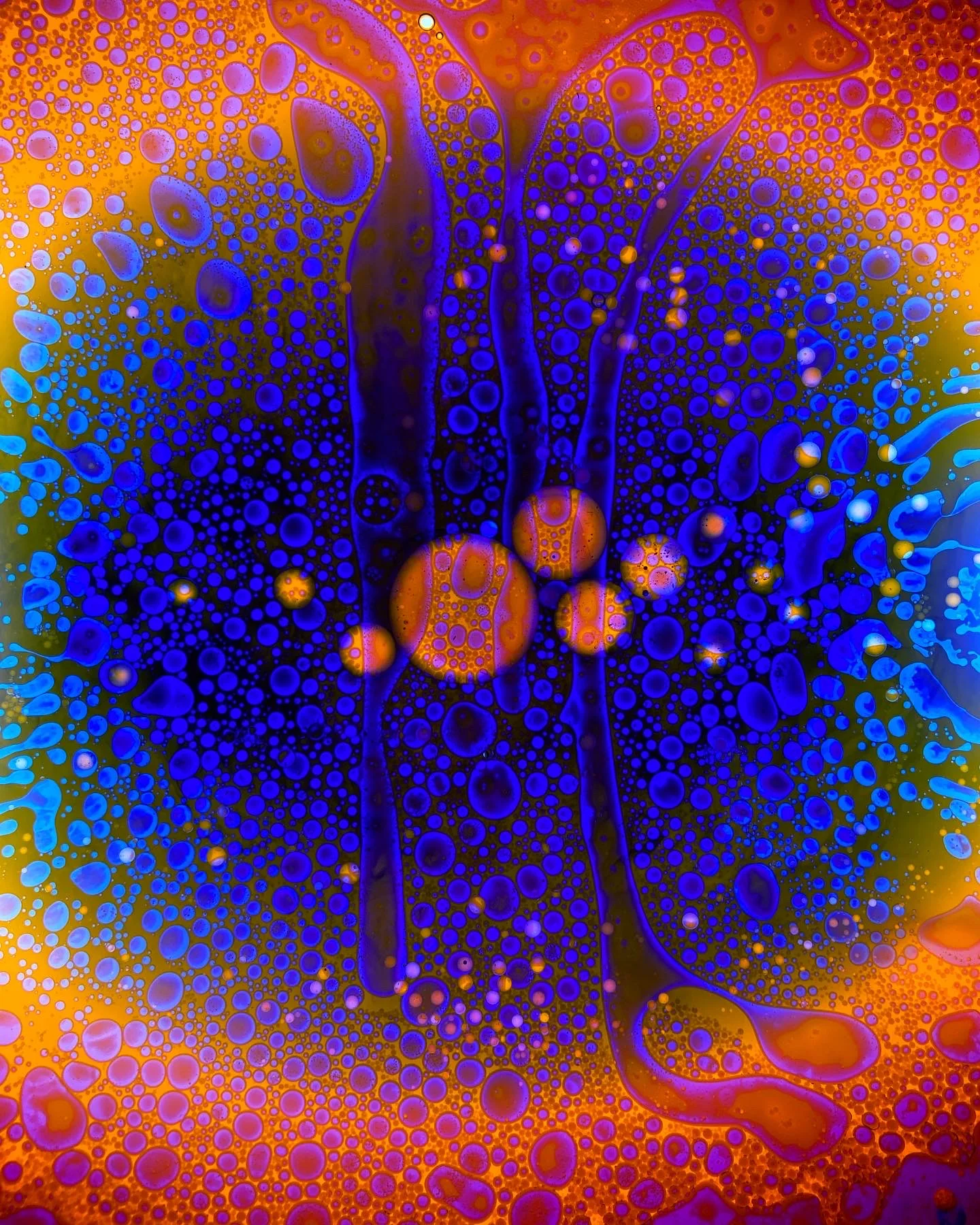 SQUISHPLATE ORANGE BLUE