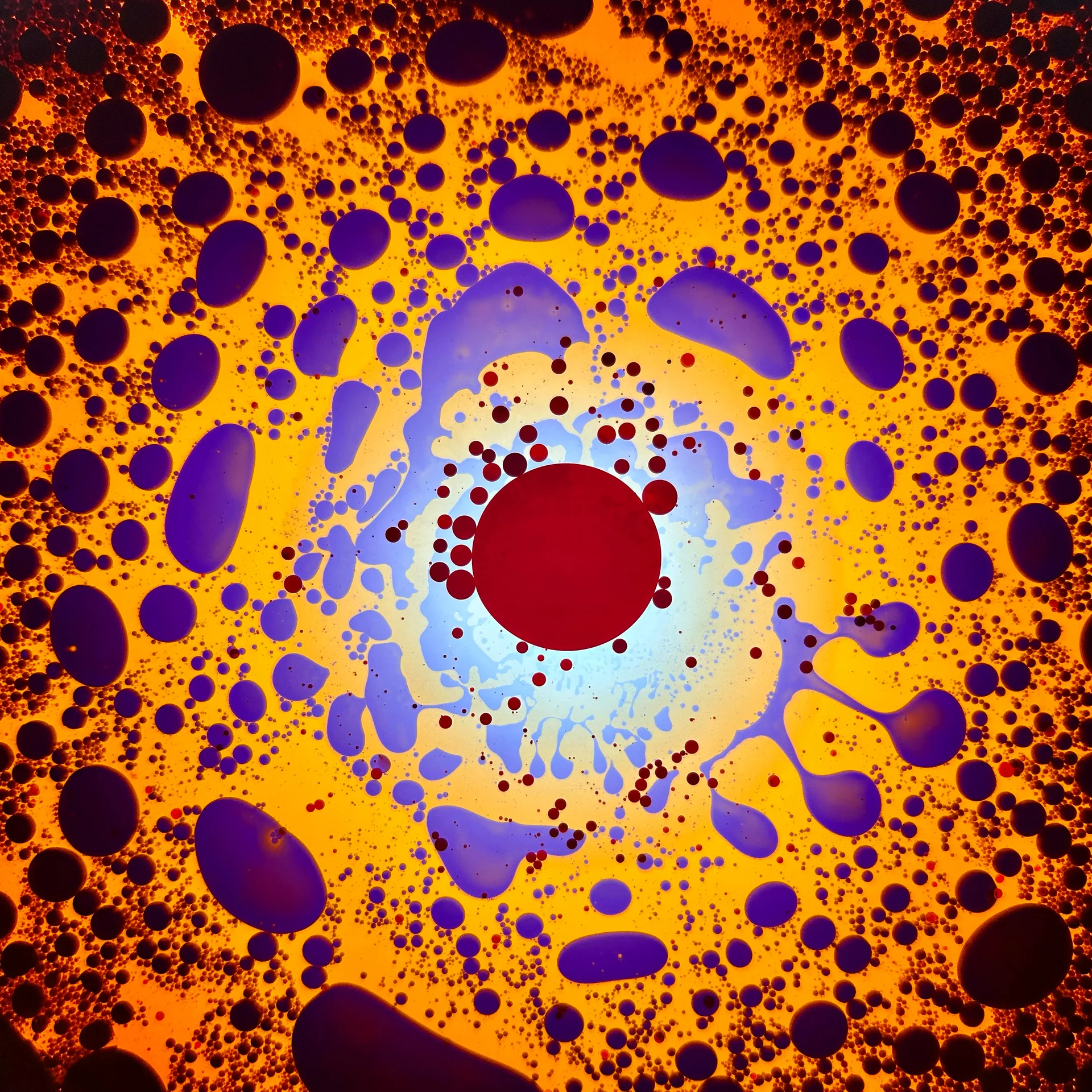 SQUISHPLATE ORANGE PURPLE RED